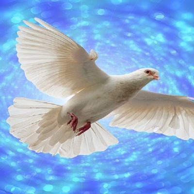 Dove Travels
